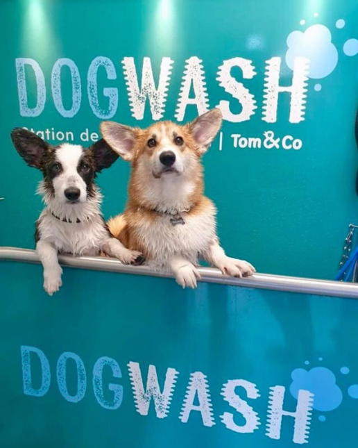 Tom&Co iClean Dog Wash